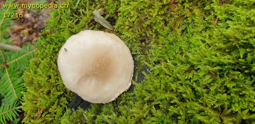 Pluteus cervinus var. albus - 