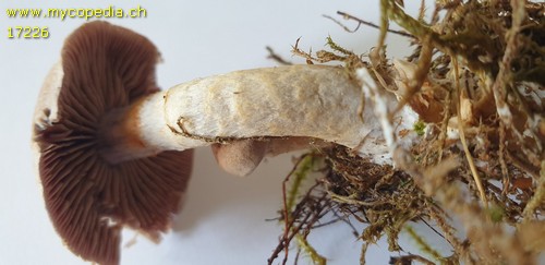 Cortinarius anomalus - 