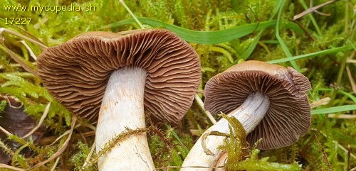 Cortinarius anomalus - 