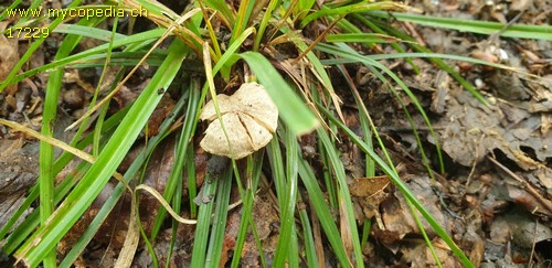 Entoloma rusticoides - 