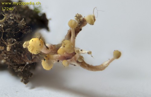 Ophiocordyceps - 