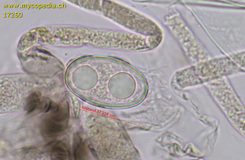Psilopezia nummularia - Spore/n - Wasser  - 