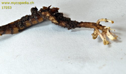 Ophiocordyceps - 