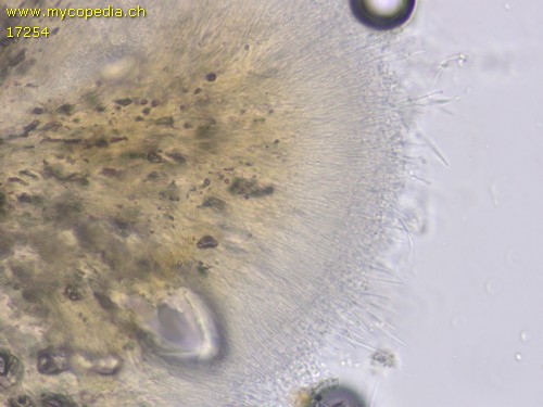 Ophiocordyceps - 