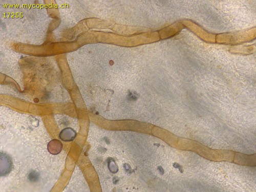 Ophiocordyceps - 