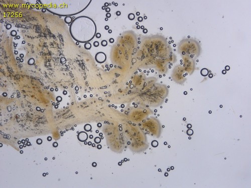 Ophiocordyceps - 