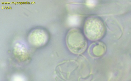 Clavulina cinerea - Spore/n - Wasser  - 