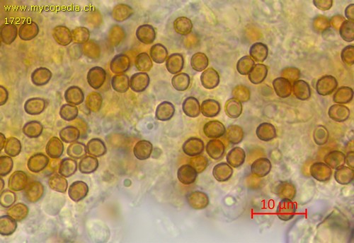 Gymnopilus josserandii - Spore/n - Wasser  - 