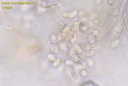 Oxyporus corticola - Spore/n - Wasser  - 