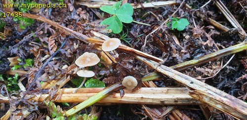 Deconica crobula - 