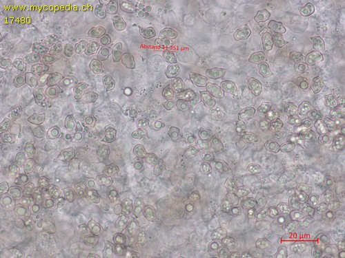 Entoloma mougeotii - 