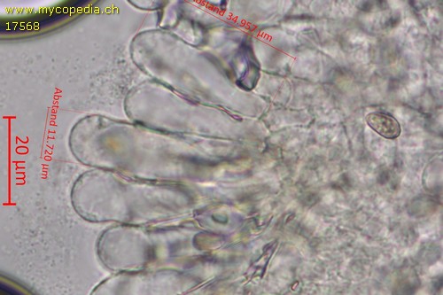 Inocybe quietiodor - Cheilozystiden - 