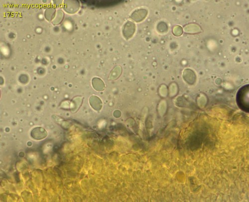 Phloemana speirea fm. candida - Spore/n - Melzers  - 