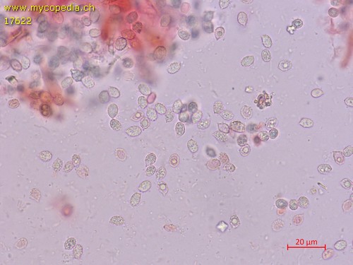 Sagaranella tylicolor - 
