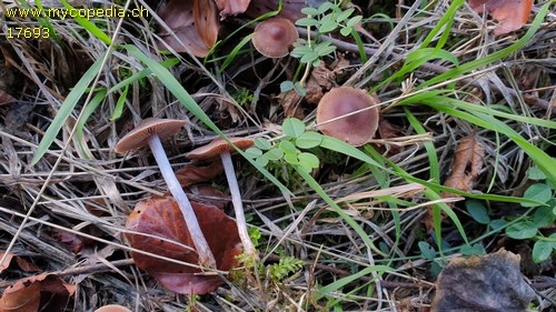 Cortinarius glaphurus - 