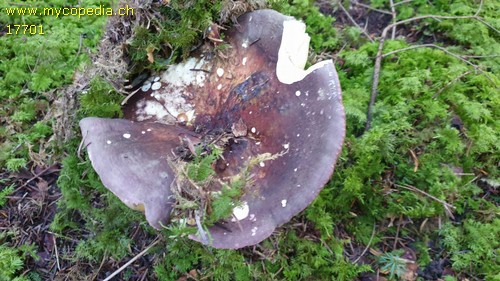Russula olivacea - 
