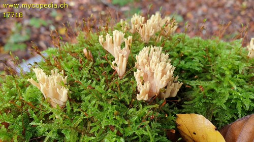 Ramaria abietina - 