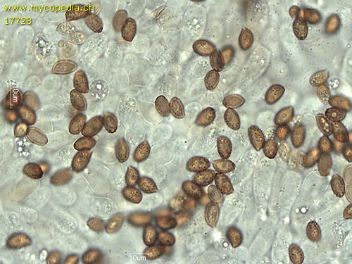 Cortinarius humicola - Spore/n - Melzers  - 