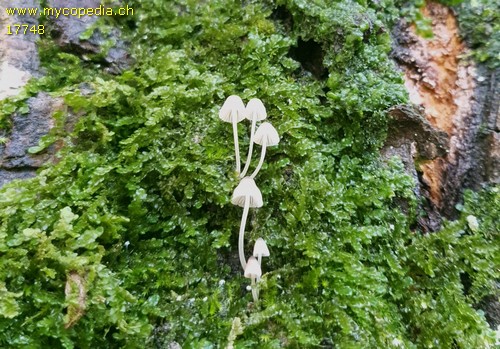 Mycena hiemalis - 