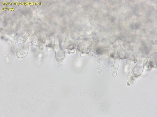 Mycena hiemalis - Cheilozystiden - Wasser  - 