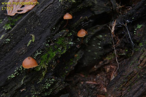 Galerina triscopa - 