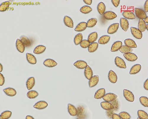 Cortinarius dibaphus - Spore/n - Wasser  - 