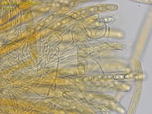 Otidea alutacea - 