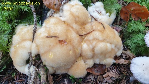 Postia ptychogaster - 