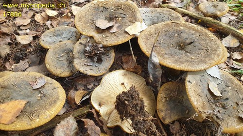 Lactarius turpis - 