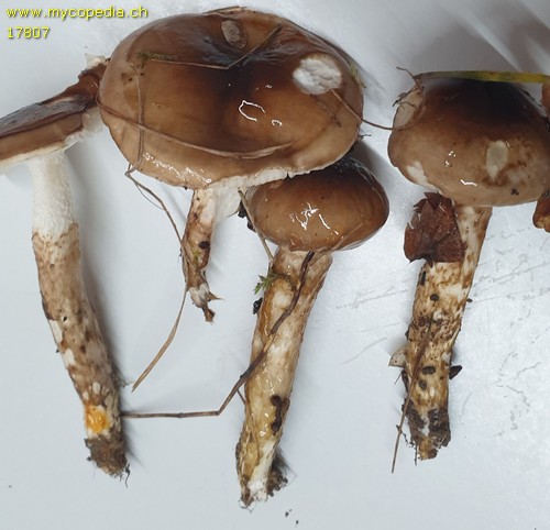 Hygrophorus boudieri - 
