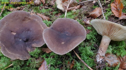 Lactarius picinus - 