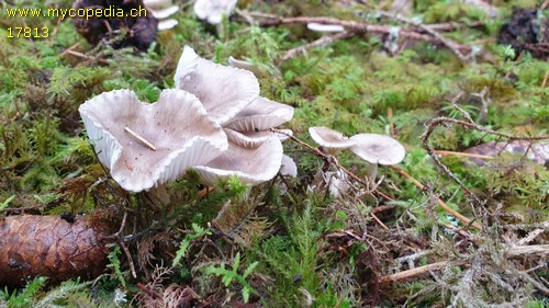 Hygrophorus pustulatus - 