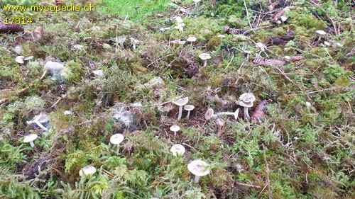 Hygrophorus pustulatus - 