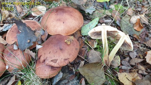 Tricholoma fulvum - 