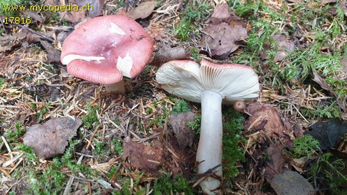 Russula queletii - 