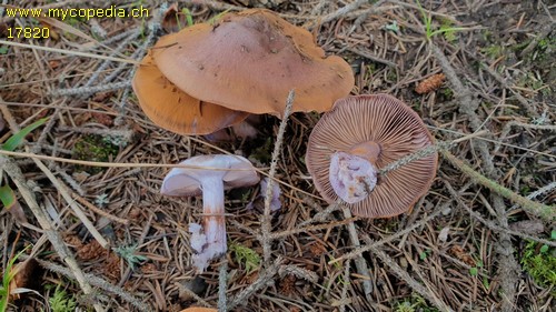 Cortinarius glaucopus - 