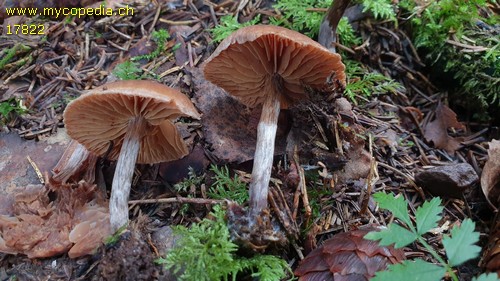 Cortinarius flexipes var. flabellus - 