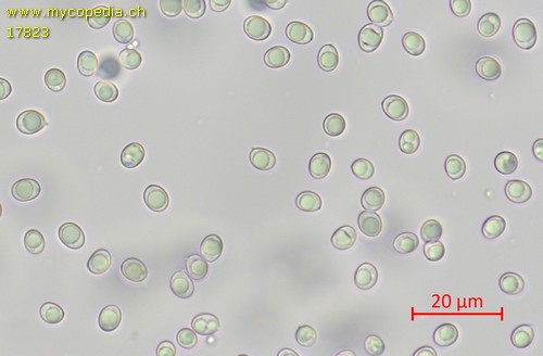 Laeticutis cristata - Spore/n - Wasser  - 