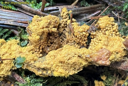 Oligonema favogineum - 