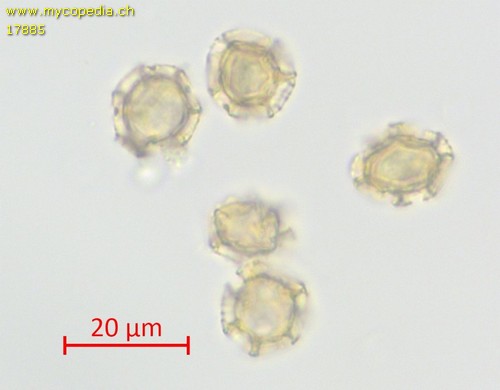 Oligonema favogineum - Spore/n - Wasser  - 