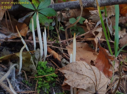 Clavaria falcata - 