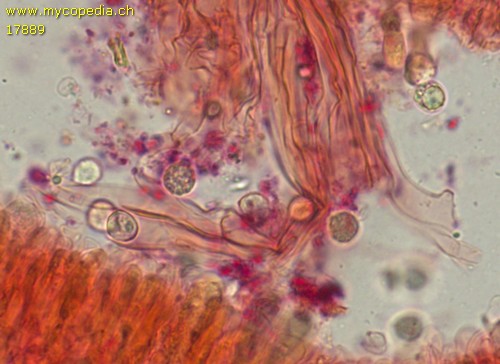 Clavaria falcata - Spore/n - Kongorot  - 