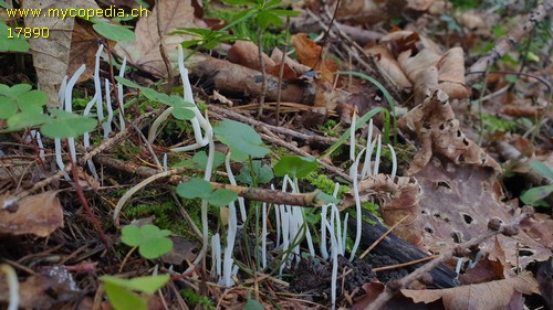 Clavaria falcata - 
