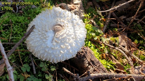 Leucoagaricus nympharum - 