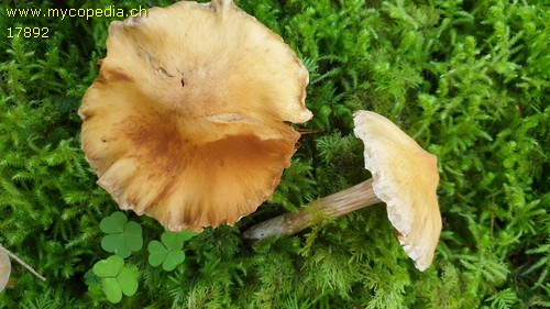 Cortinarius hinnuleus f. hinnuleus - 