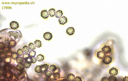 Chromelosporium carneum - Spore/n - 