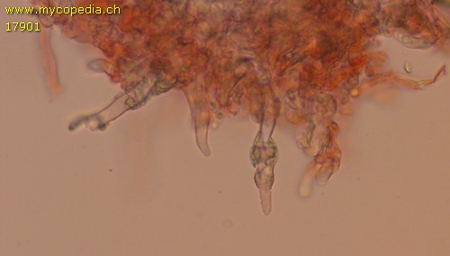 Hyphodontia pallidula - 