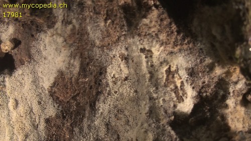 Rhizochontia fusispora - 