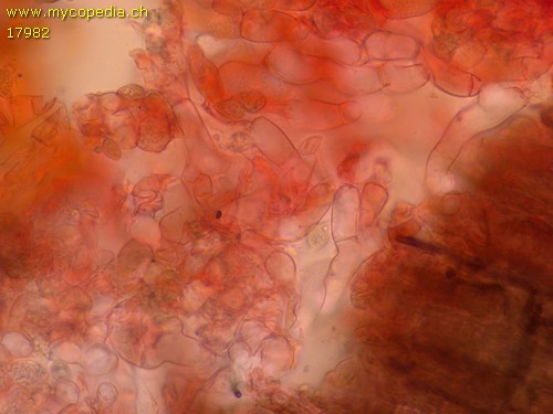 Rhizochontia fusispora - 