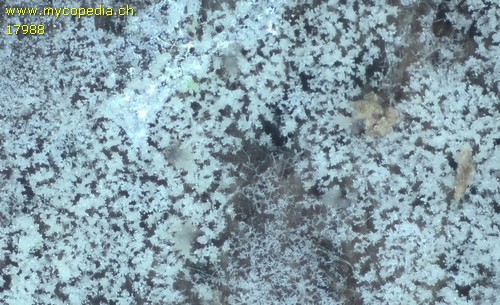 Rhizochontia fusispora - 